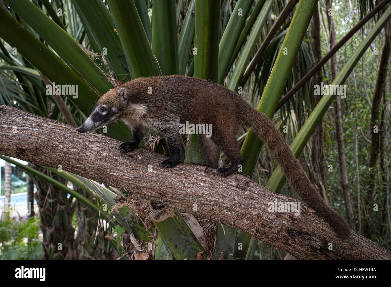 La faune de la jungle du Mexique Coati mundi de l'alimentation animale. Le Coati ou Coatimundi est faune animal, membre de la famille raton laveur. Banque D'Images