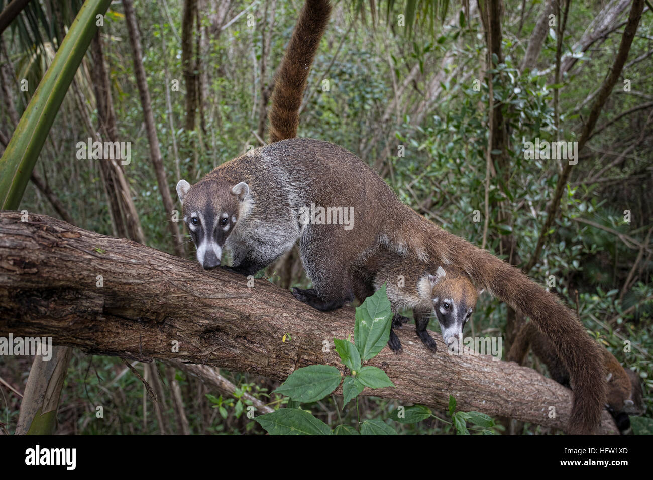 La faune de la jungle du Mexique Coati mundi de l'alimentation animale. Le Coati ou Coatimundi est faune animal, membre de la famille raton laveur. Banque D'Images