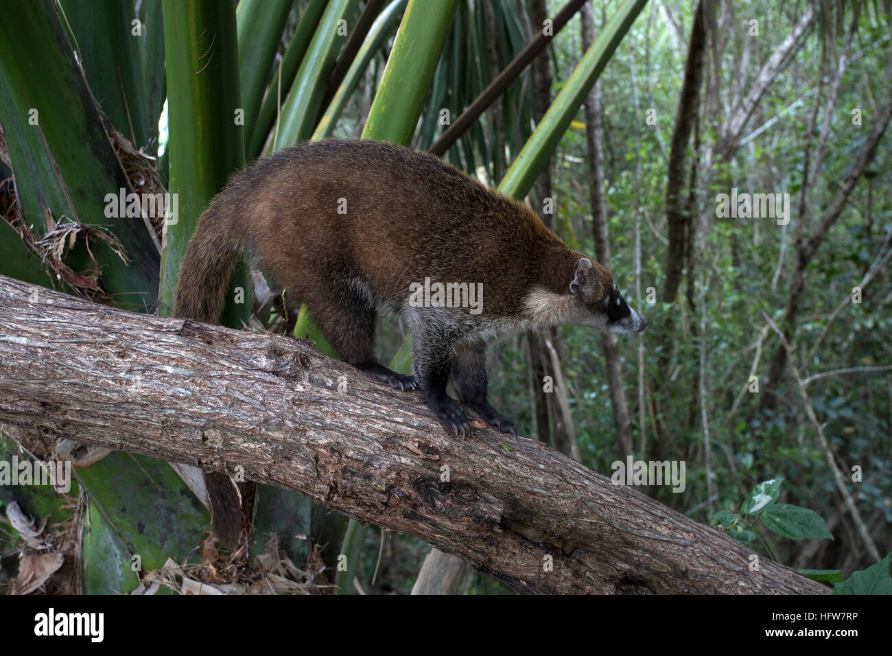 Mexique Coati Mundi wildlife jungle arbre. Le Coati ou Coatimundi est faune animal, membre de la famille raton laveur. Vit dans les jungles du Mexique. Banque D'Images