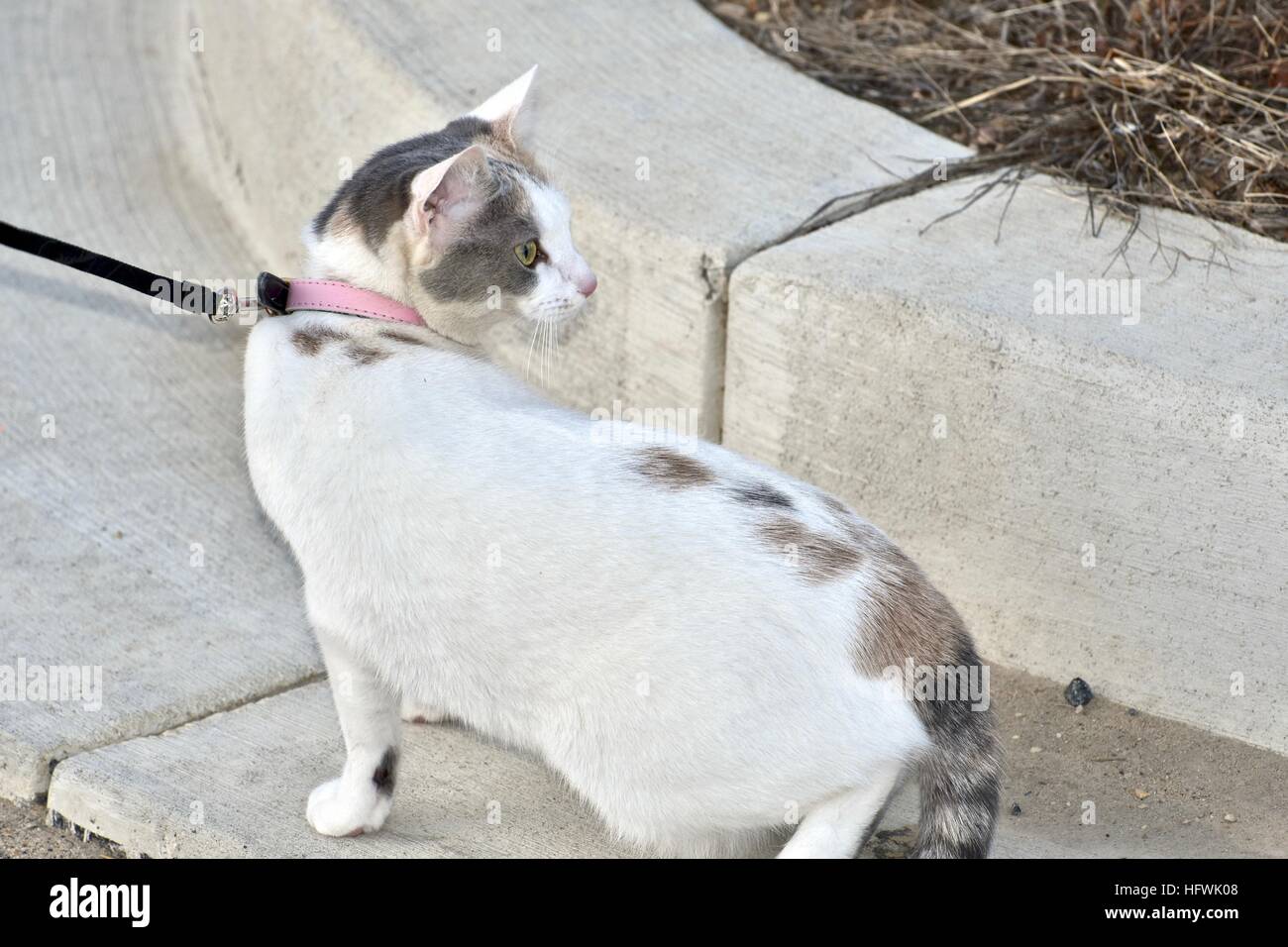 Un beau chat calico en laisse tout en prenant une marche avec son maître Banque D'Images
