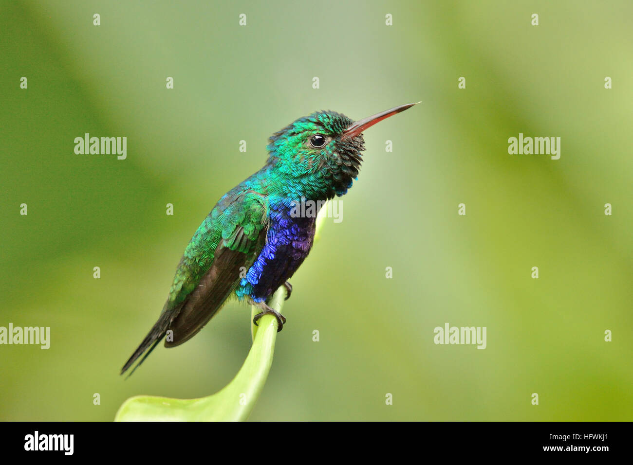 Un Violet-Bellied colibris (Parc National de Soberania Panamà Banque D'Images