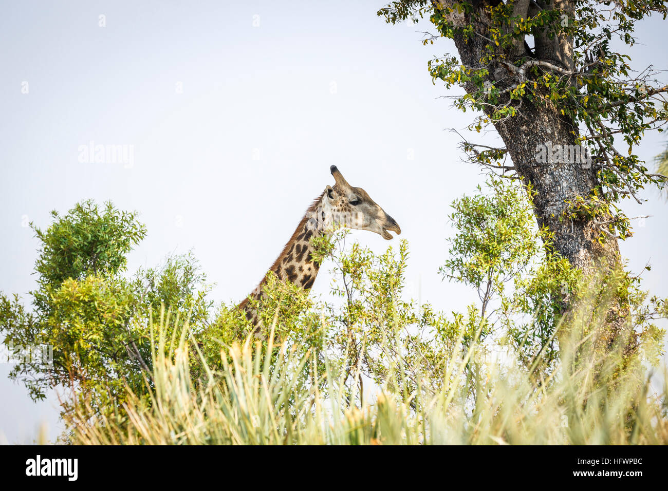 Chef du sud de Girafe (Giraffa camelopardalis), Sandibe Camp, à côté de la Moremi, Okavango Delta, Kalahari, Botswana, Afrique du Sud Banque D'Images