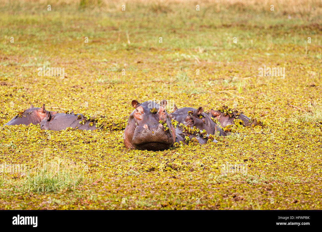 Hippopotame (Hippopotamus amphibius) tête émergeant de l'eau couvert de mauvaises herbes de l'étang, Moremi, Okavango Delta, Kalahari, Botswana, Africa Banque D'Images