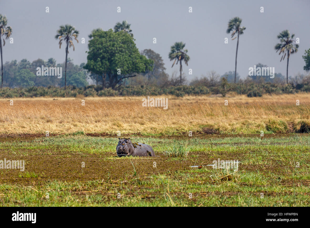 Hippopotame (Hippopotamus amphibius) se vautrer dans un trou boueux, Moremi, Okavango Delta, Kalahari, Botswana, Afrique du Sud Banque D'Images