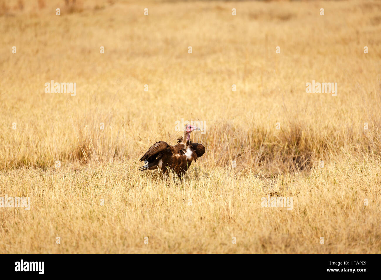 Hooded vulture (Necrosyrtes monachus), Sandibe Camp, à côté de la Moremi, Okavango Delta, Kalahari, Botswana, Afrique du Sud Banque D'Images
