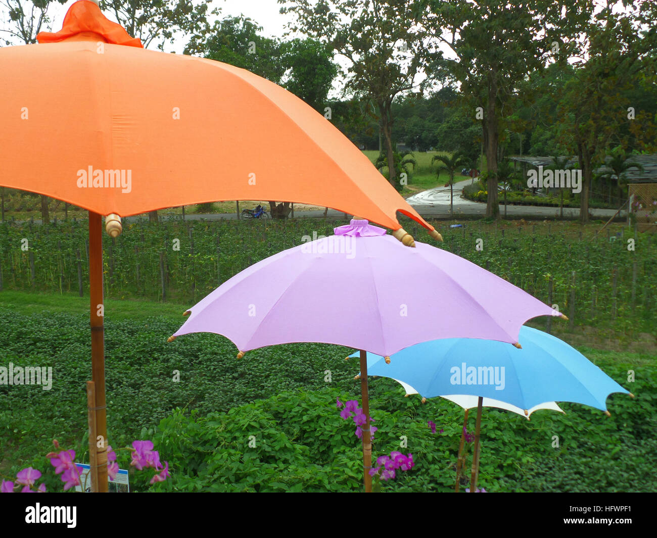Couleurs orange, violet et bleu dans un parasols de jardin botanique Banque D'Images