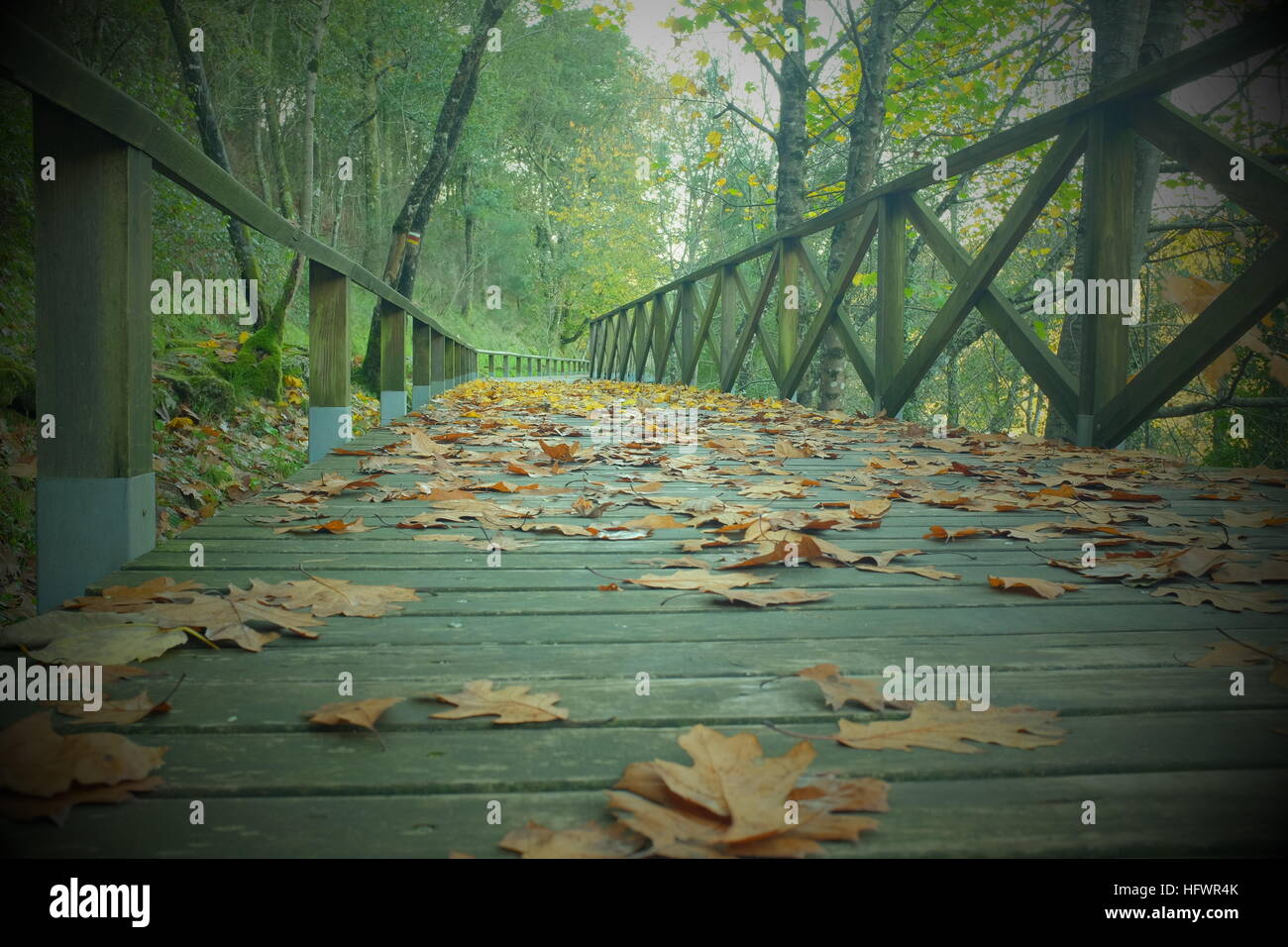 L'automne, Parc, bois, feuilles, de l'allée Banque D'Images