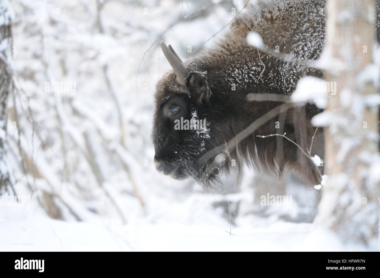 Bison d'Europe (bison, Bison bonasus) dans la forêt d'hiver. Parc national de la région de Kalouga, Ugra, la Russie. Décembre, 2016 Banque D'Images