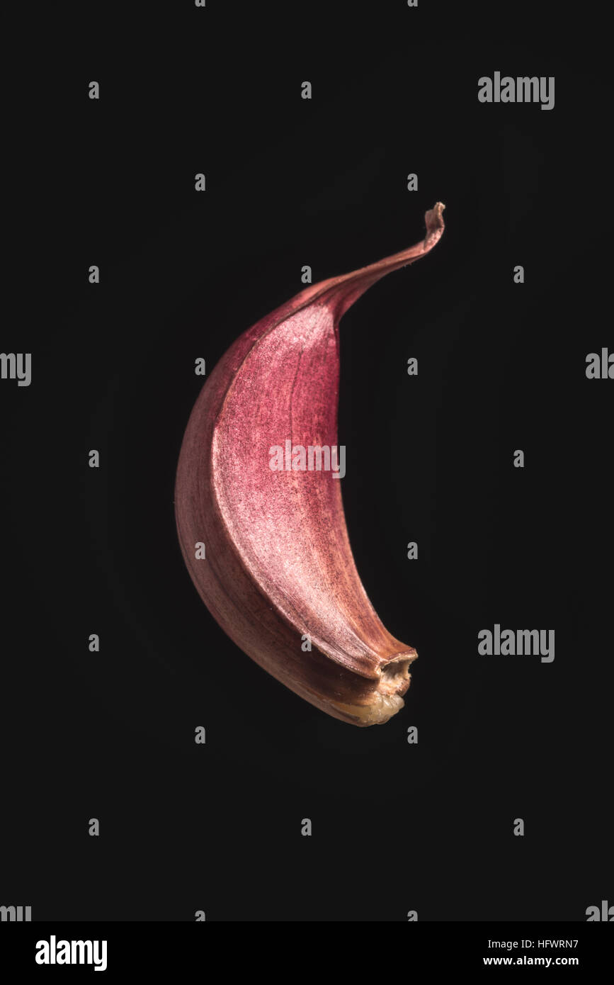 Gousse d'ail isolées sur fond noir close-up Banque D'Images