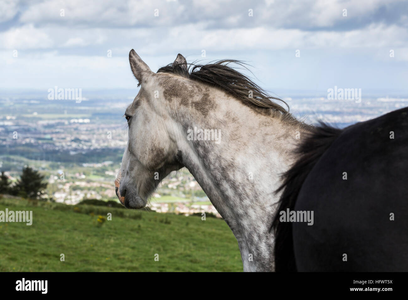 Cheval gris sur Montpelier Hill, Tallaght, Dublin, Irlande Banque D'Images