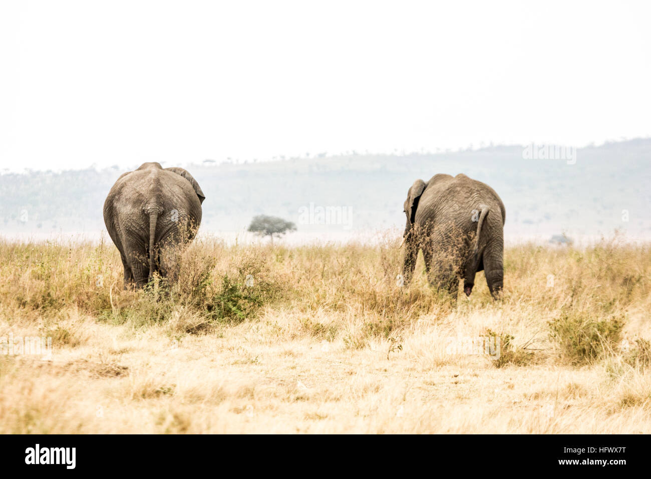 Deux d'Afrique elephans marche loin dans le Serengeti. Tanzanie Banque D'Images