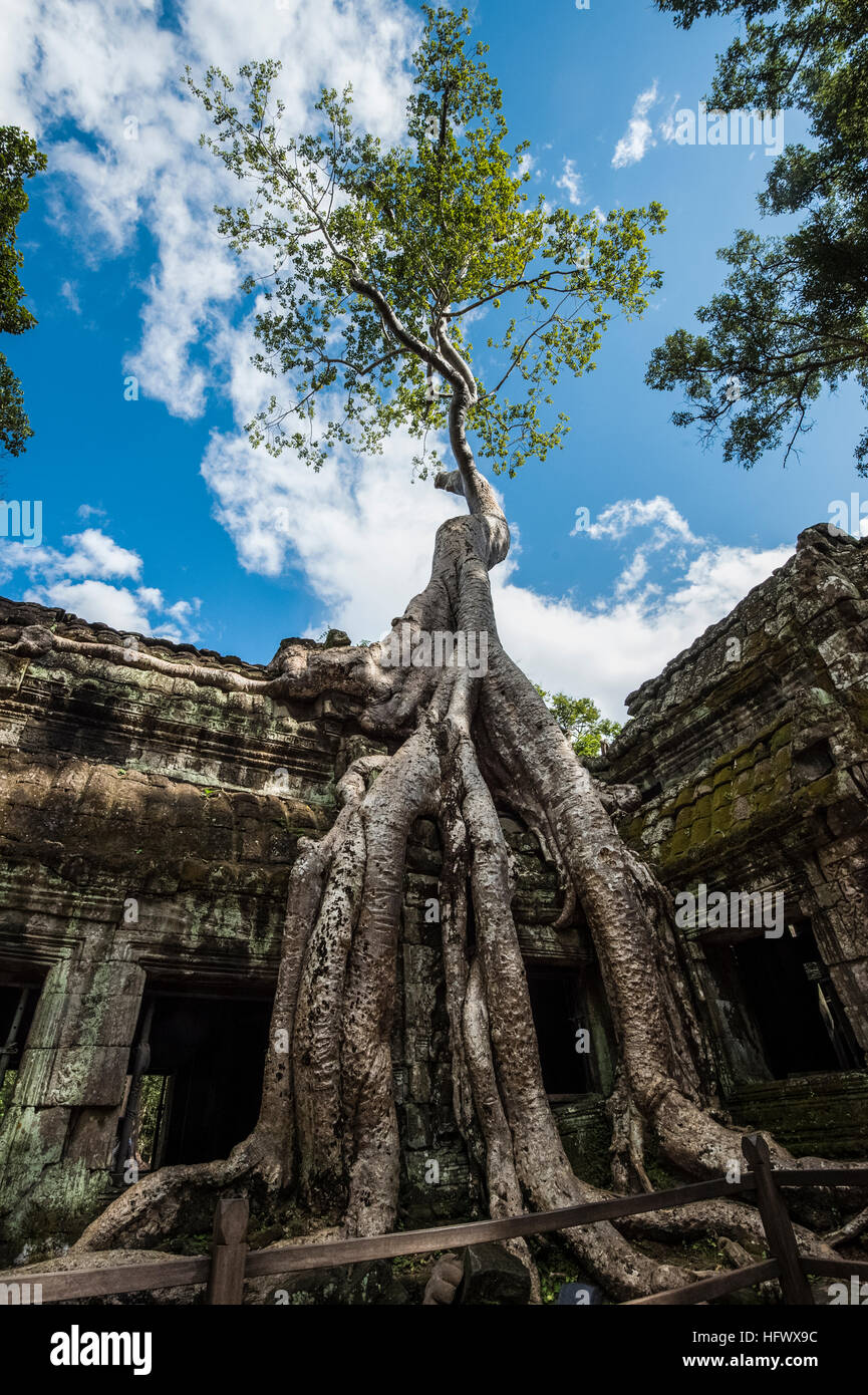 Trésors de l'ancienne Angkor dans les ruines du temple Ta Prohm Banque D'Images