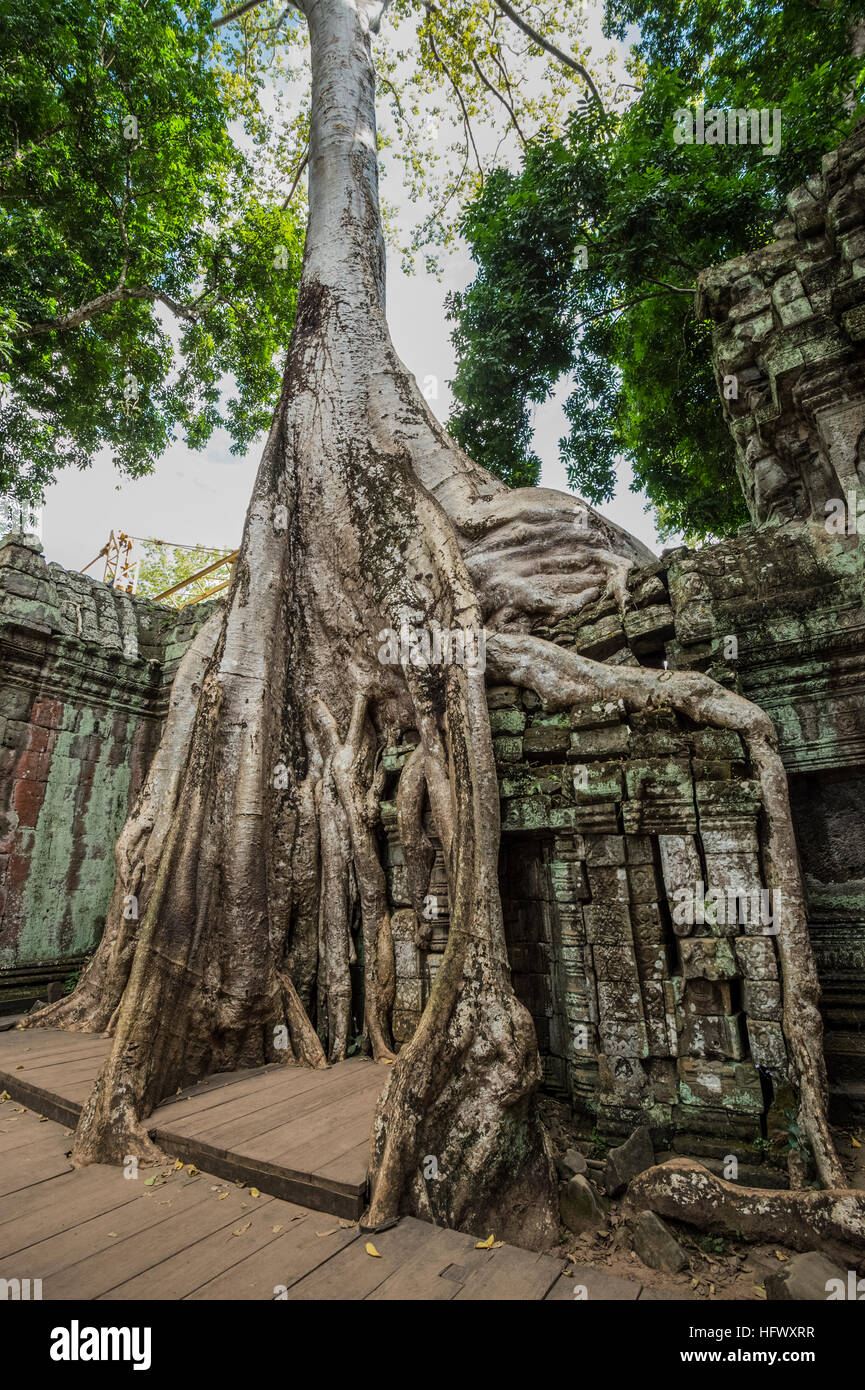 Trésors de l'ancienne Angkor dans les ruines du temple Ta Prohm Banque D'Images