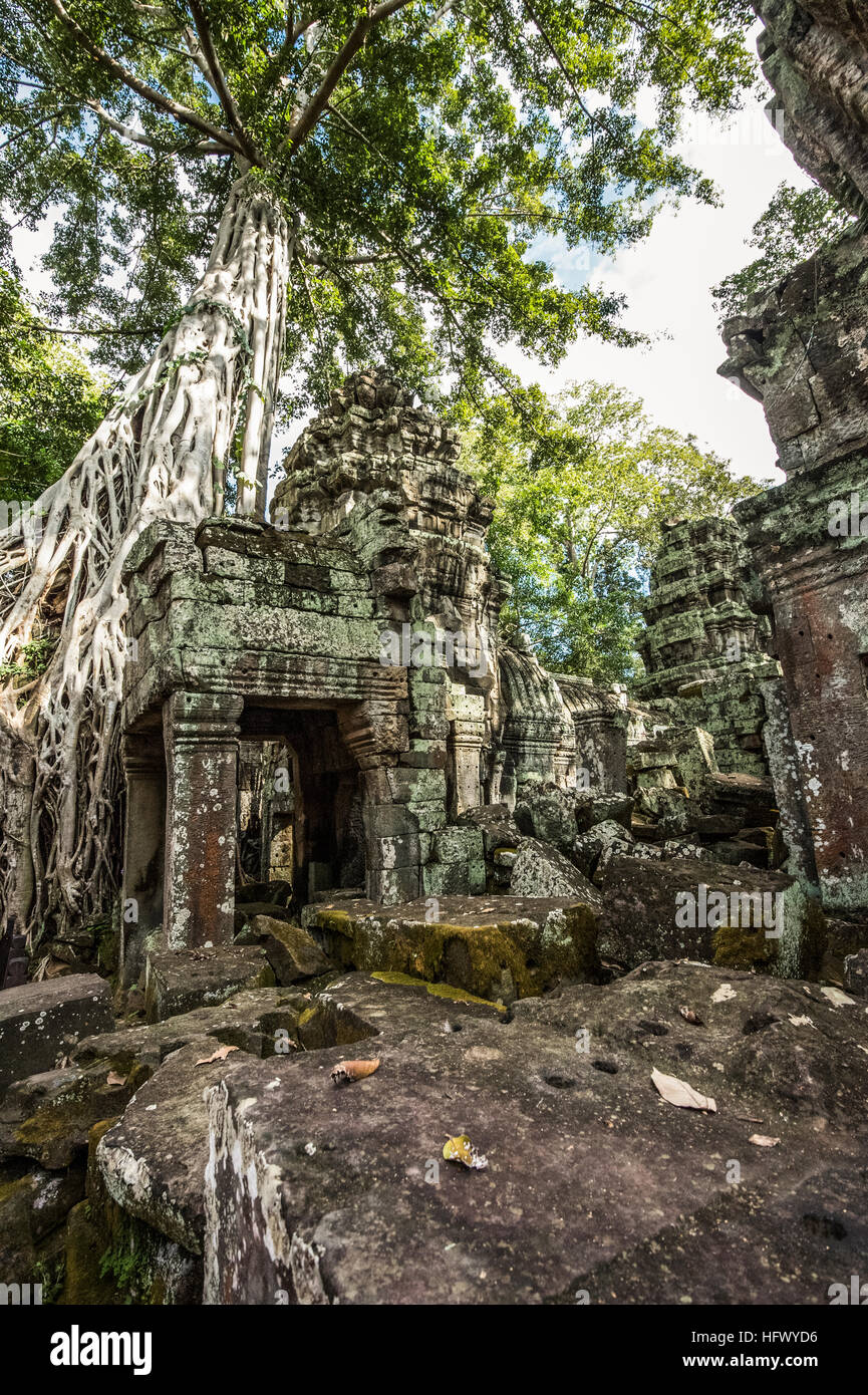 Trésors de l'ancienne Angkor dans les ruines du temple Ta Prohm Banque D'Images