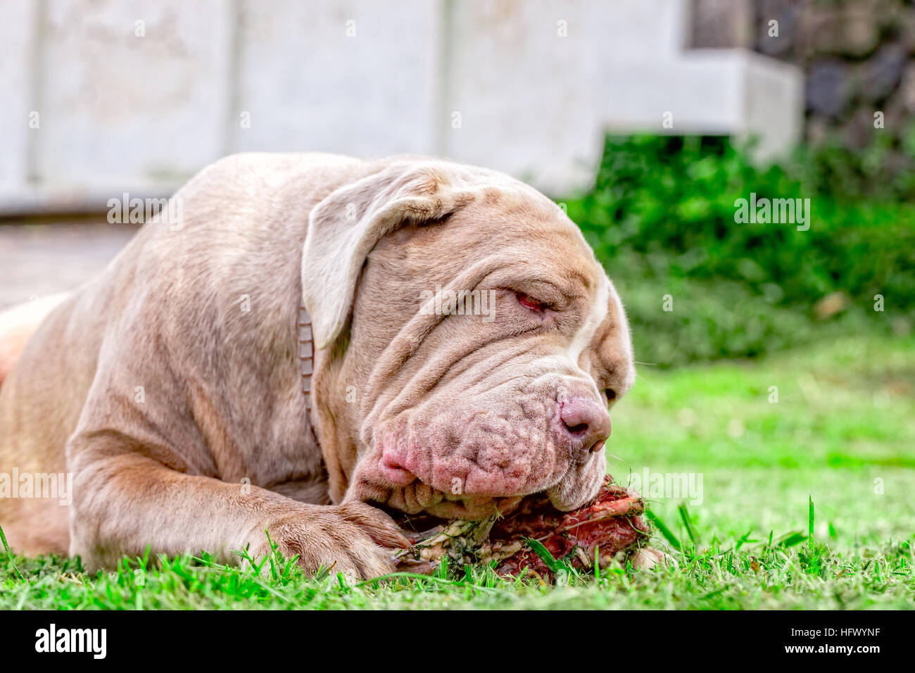 Mâtin napolitain jeune chien allongé sur une pelouse verte heureusement un grand os à mâcher brute tient entre ses pattes avant Banque D'Images