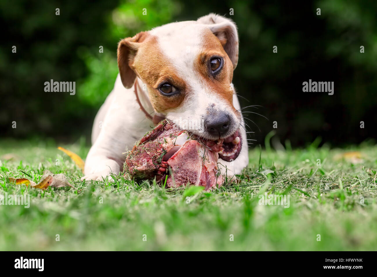 Jeune Jack Russell Terrier chien couché sur un pré et manger un os crus Banque D'Images