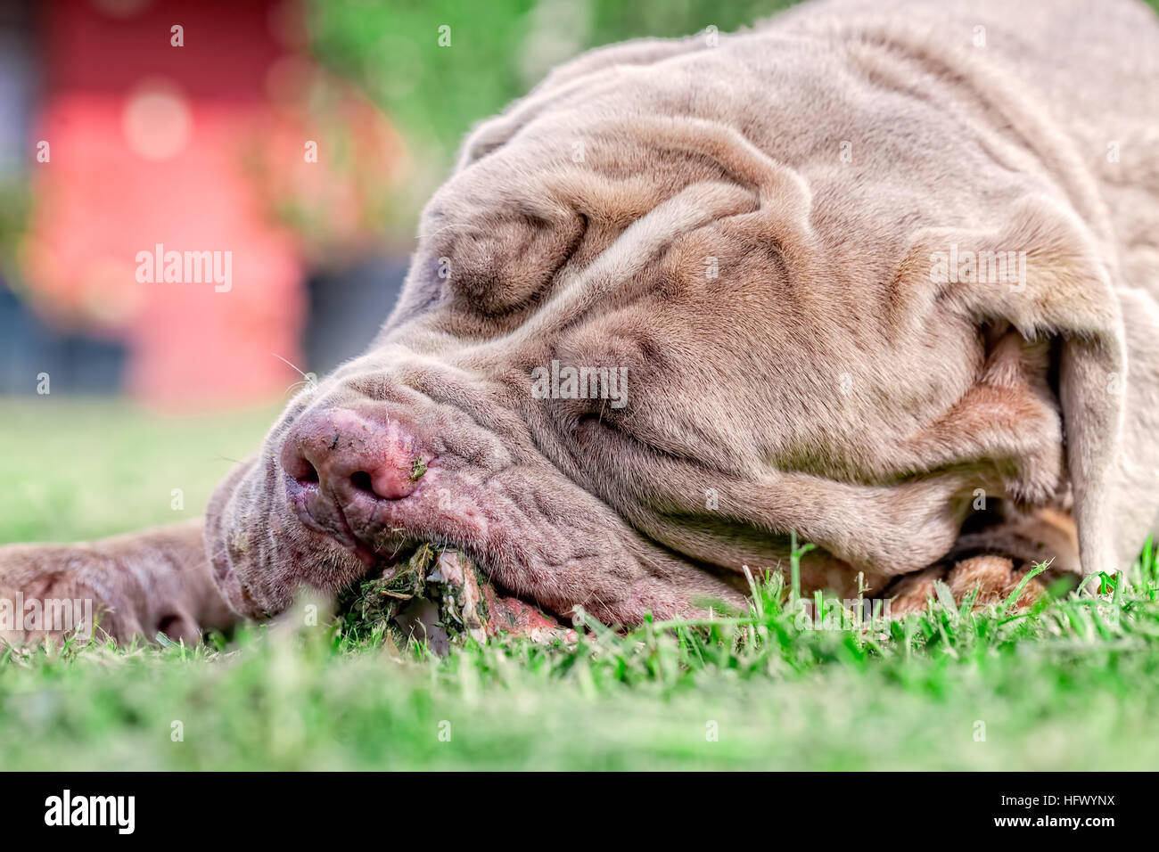Femelle Mastiff napolitain chien gris allongé sur une pelouse verte heureusement un grand os à mâcher brute tient entre ses pattes avant Banque D'Images