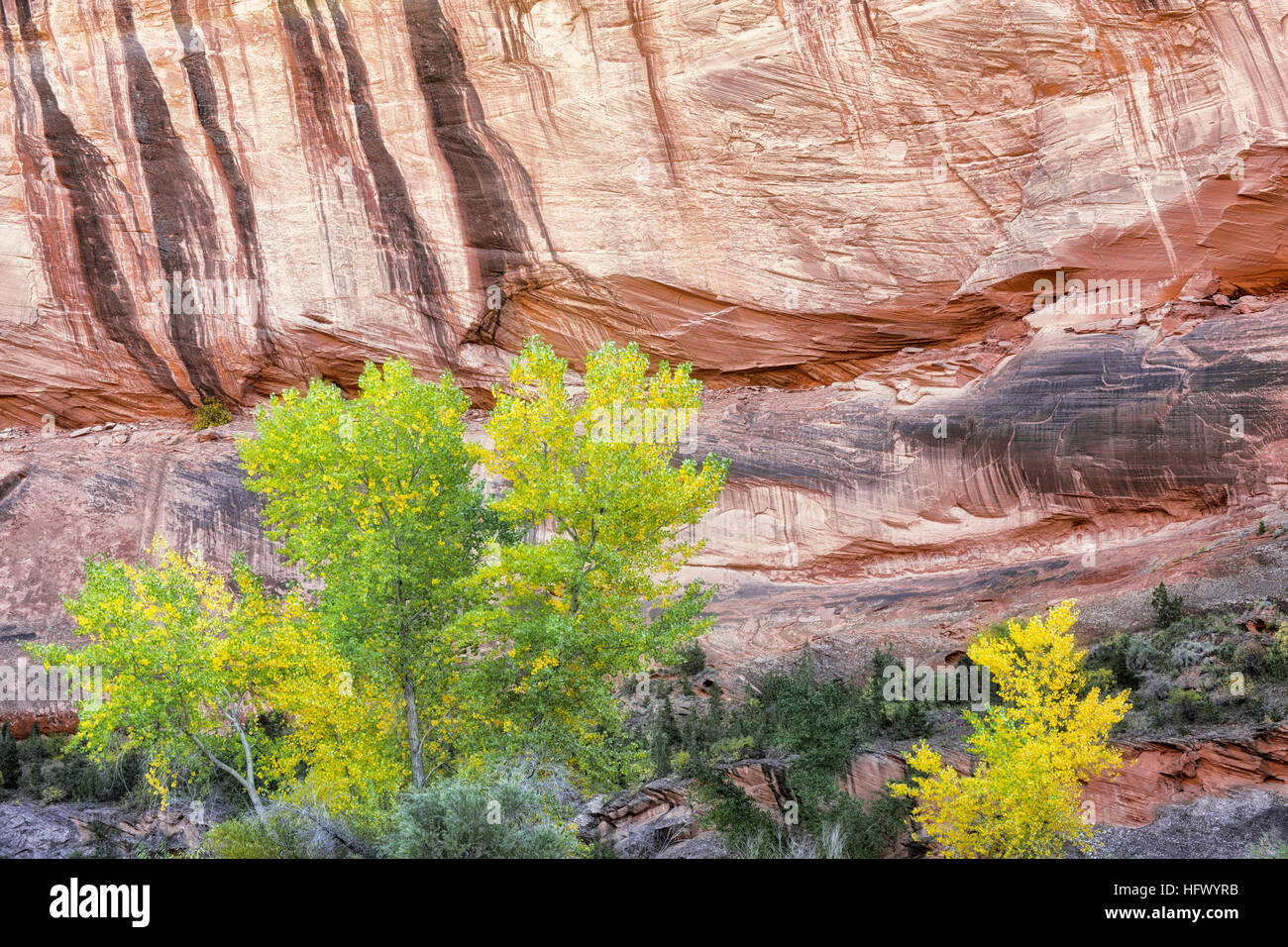 Bandes de vernis du désert ligne les murs avec changement d'automne des arbres cottonwood dans l'Arizona's Canyon de Chelley Monument National. Banque D'Images