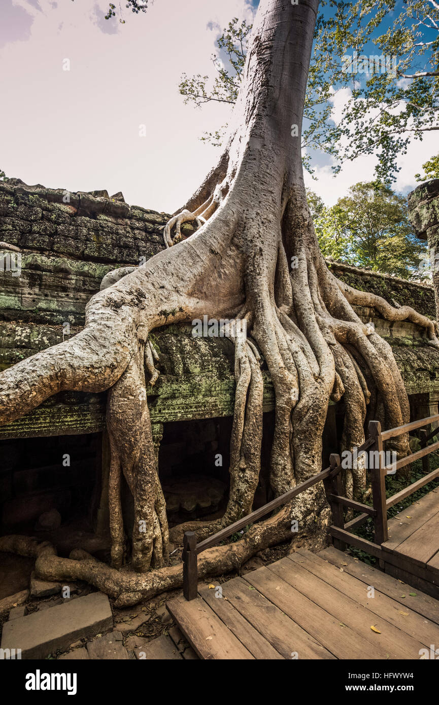 Trésors de l'ancienne Angkor dans les ruines du temple Ta Prohm Banque D'Images