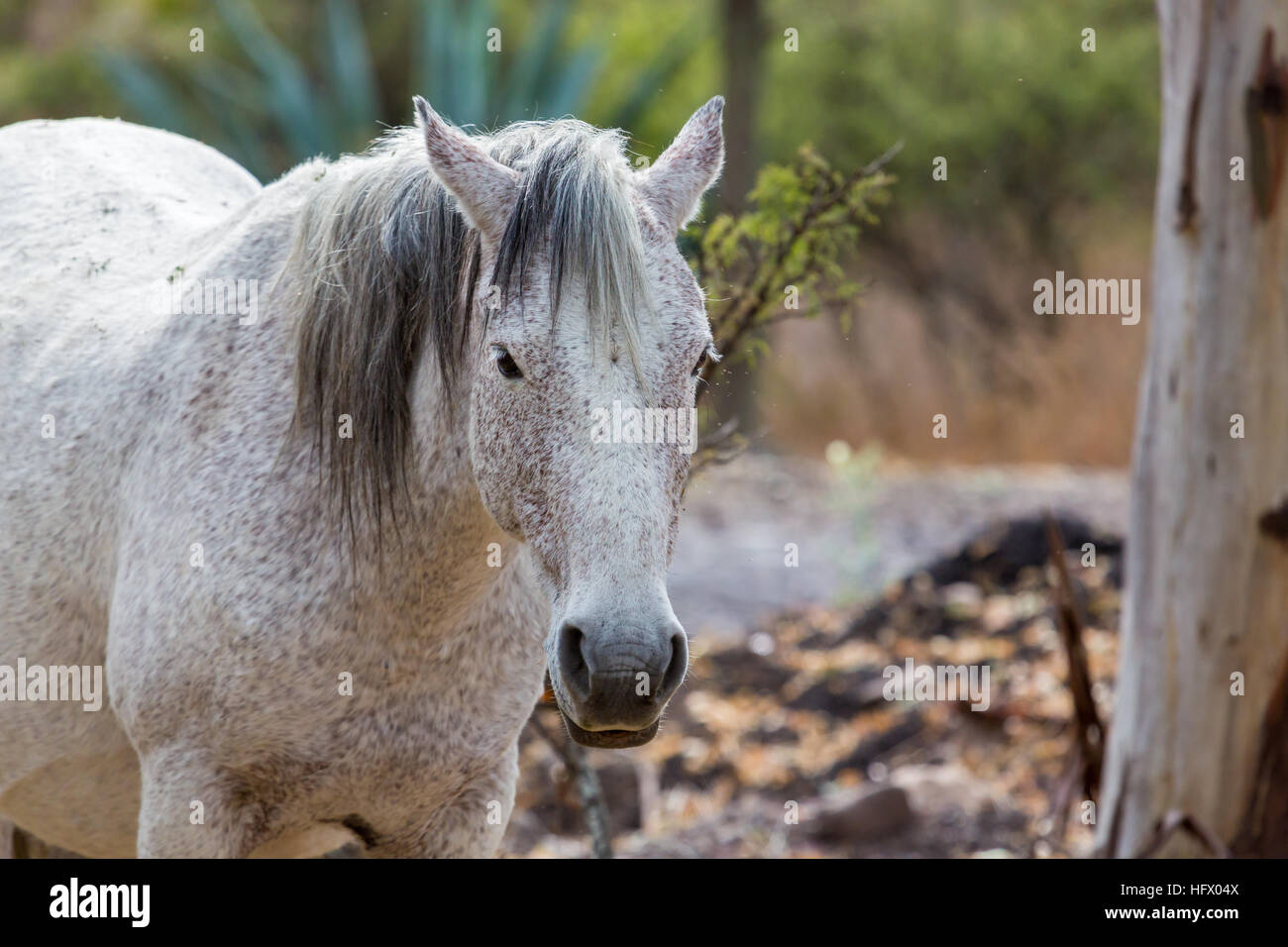 Mustangs sauvages et domestiqués du Mexique. Banque D'Images