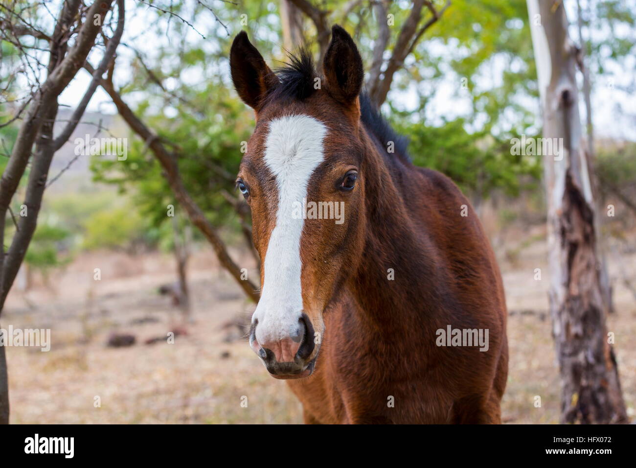 Mustangs sauvages et domestiqués du Mexique. Banque D'Images