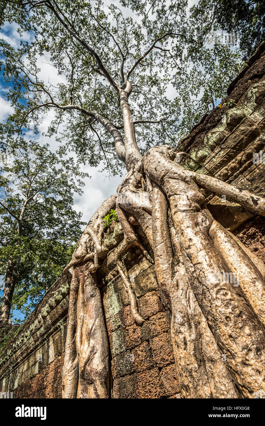 Trésors de l'ancienne Angkor dans les ruines du temple Ta Prohm Banque D'Images