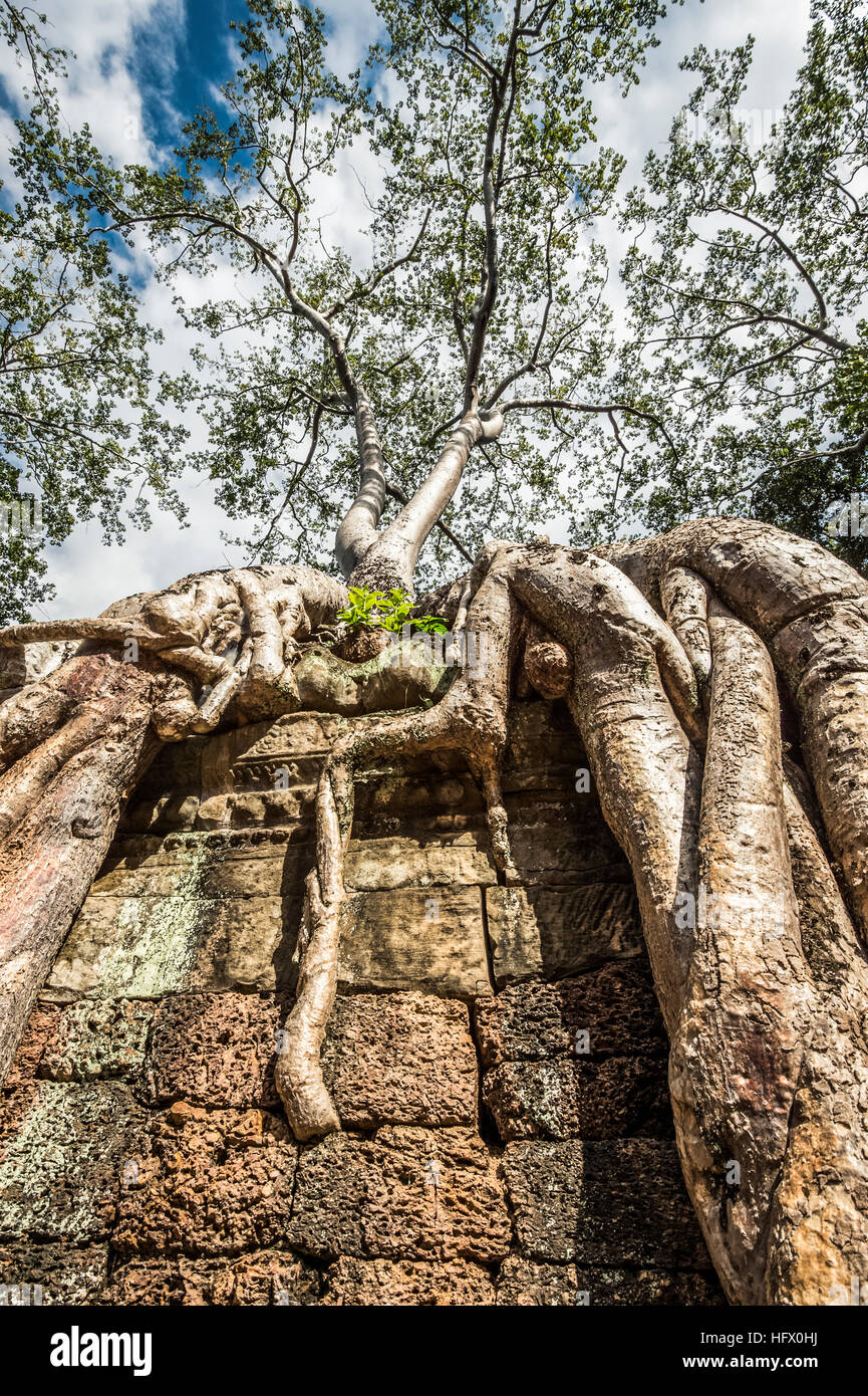 Trésors de l'ancienne Angkor dans les ruines du temple Ta Prohm Banque D'Images