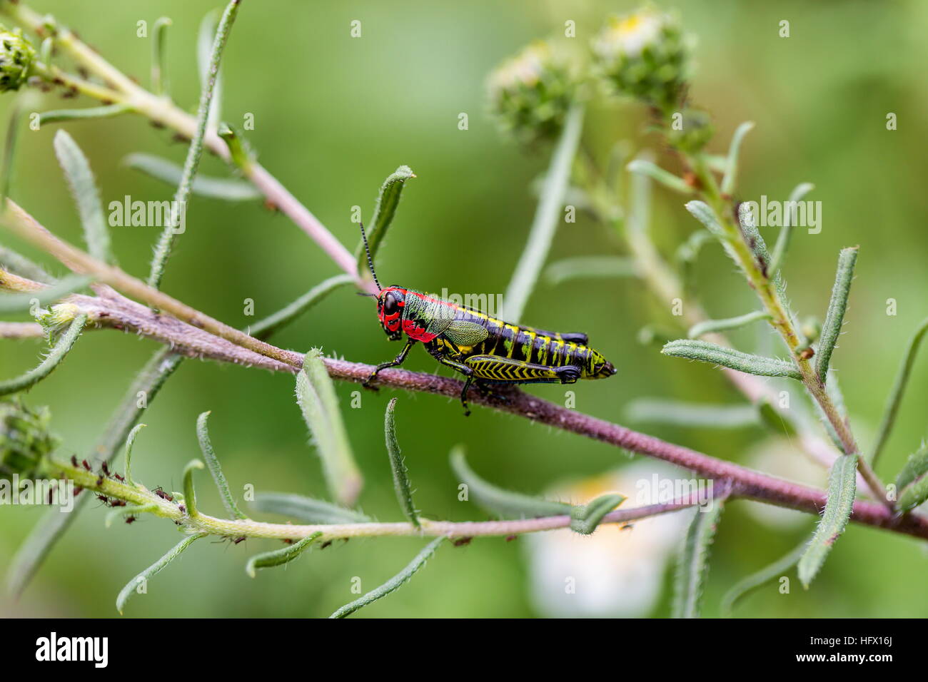 Sauterelle arc-en-ciel du Mexique. Banque D'Images