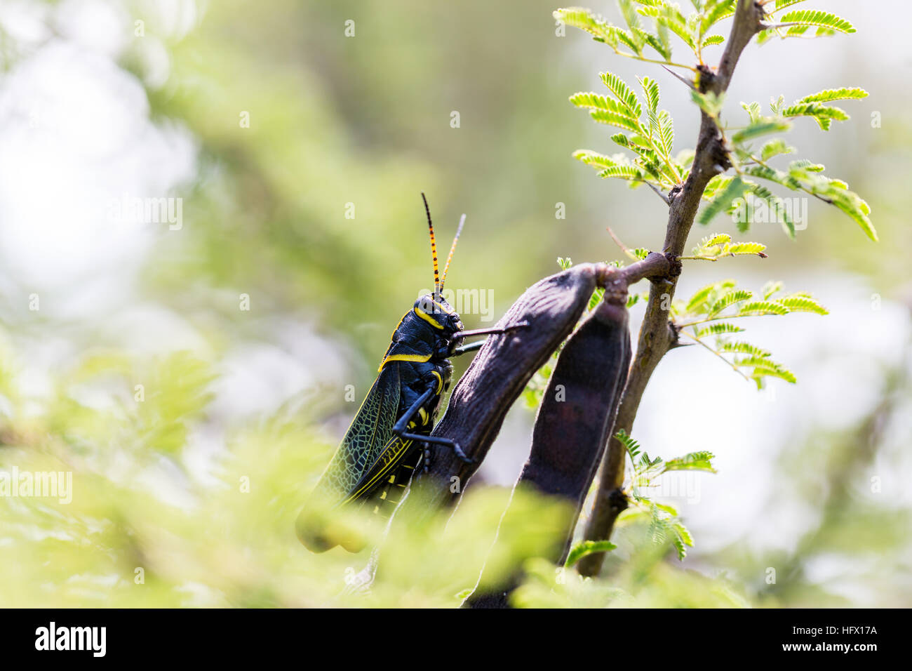 Le cheval de l'ouest lubber grasshopper est un nombre relativement important d'espèces de sauterelles sauterelle la famille trouve Banque D'Images