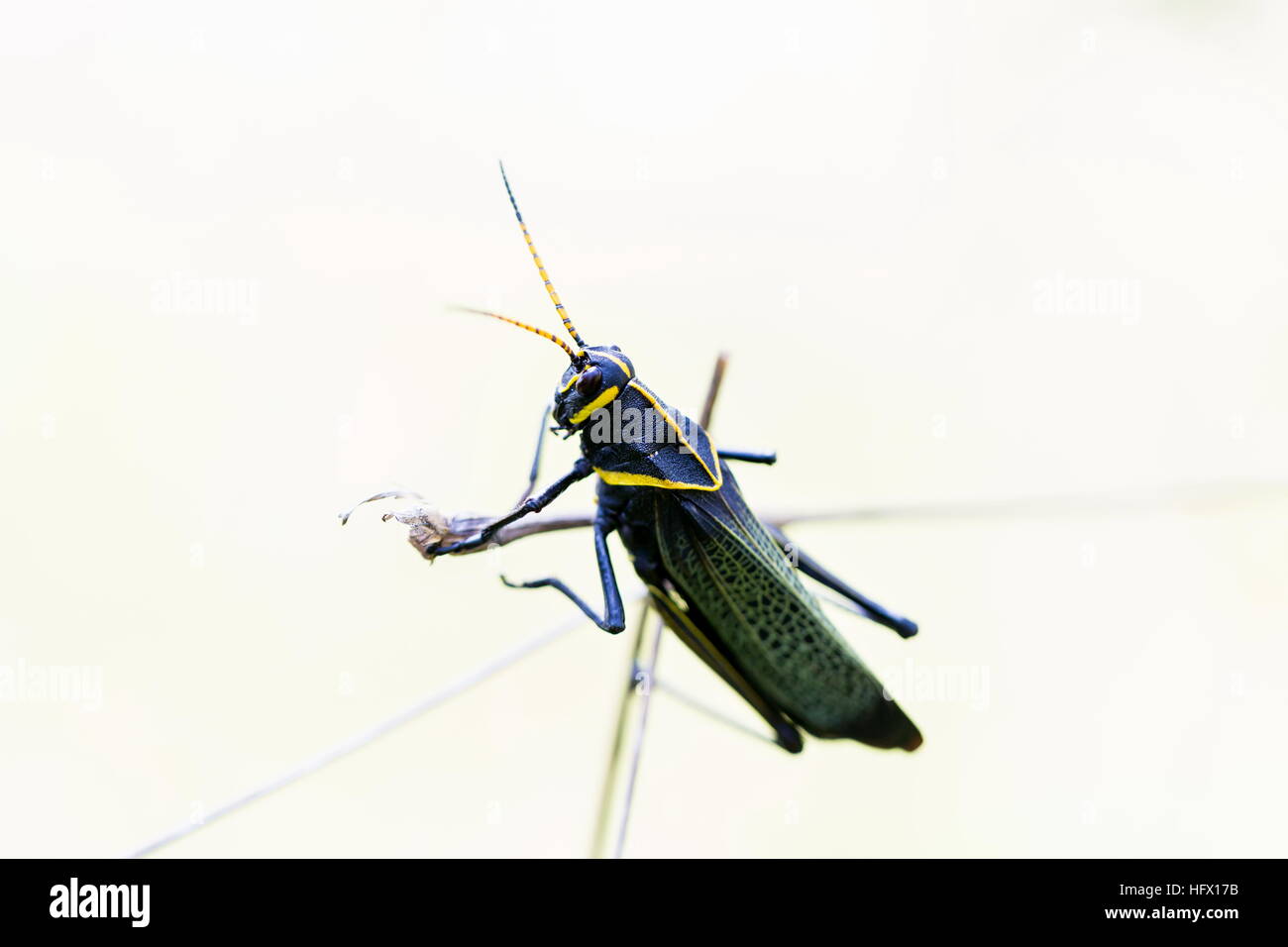 Le cheval de l'ouest lubber grasshopper est un nombre relativement important d'espèces de sauterelles sauterelle la famille trouve Banque D'Images
