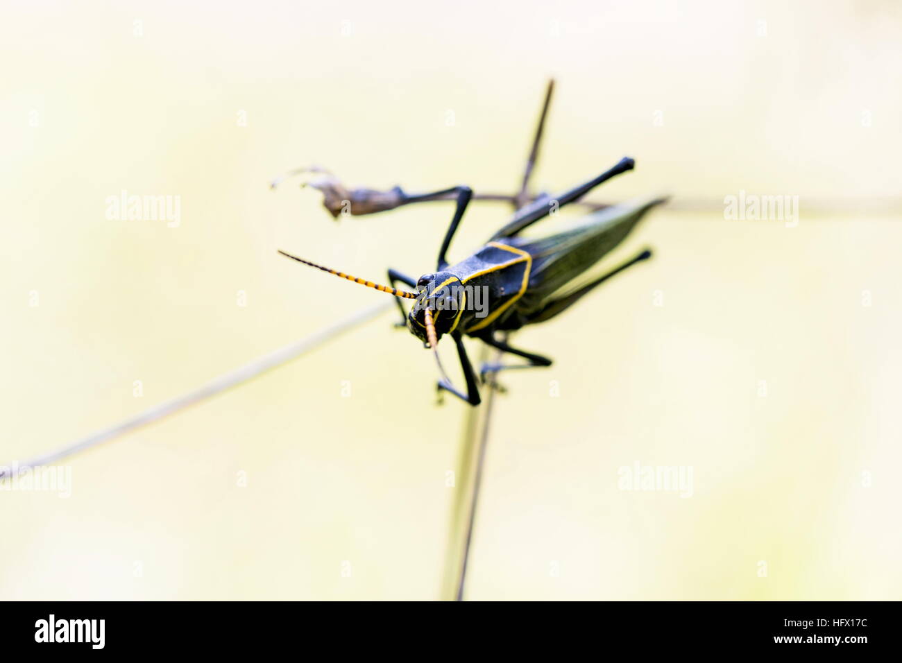Le cheval de l'ouest lubber grasshopper est un nombre relativement important d'espèces de sauterelles sauterelle la famille trouve Banque D'Images