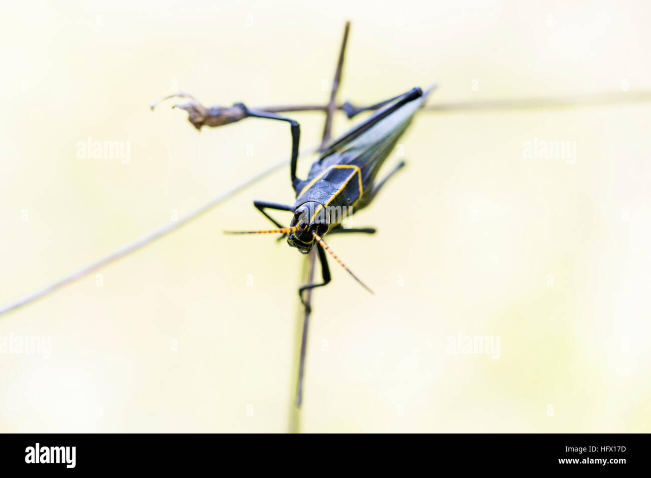Le cheval de l'ouest lubber grasshopper est un nombre relativement important d'espèces de sauterelles sauterelle la famille trouve Banque D'Images