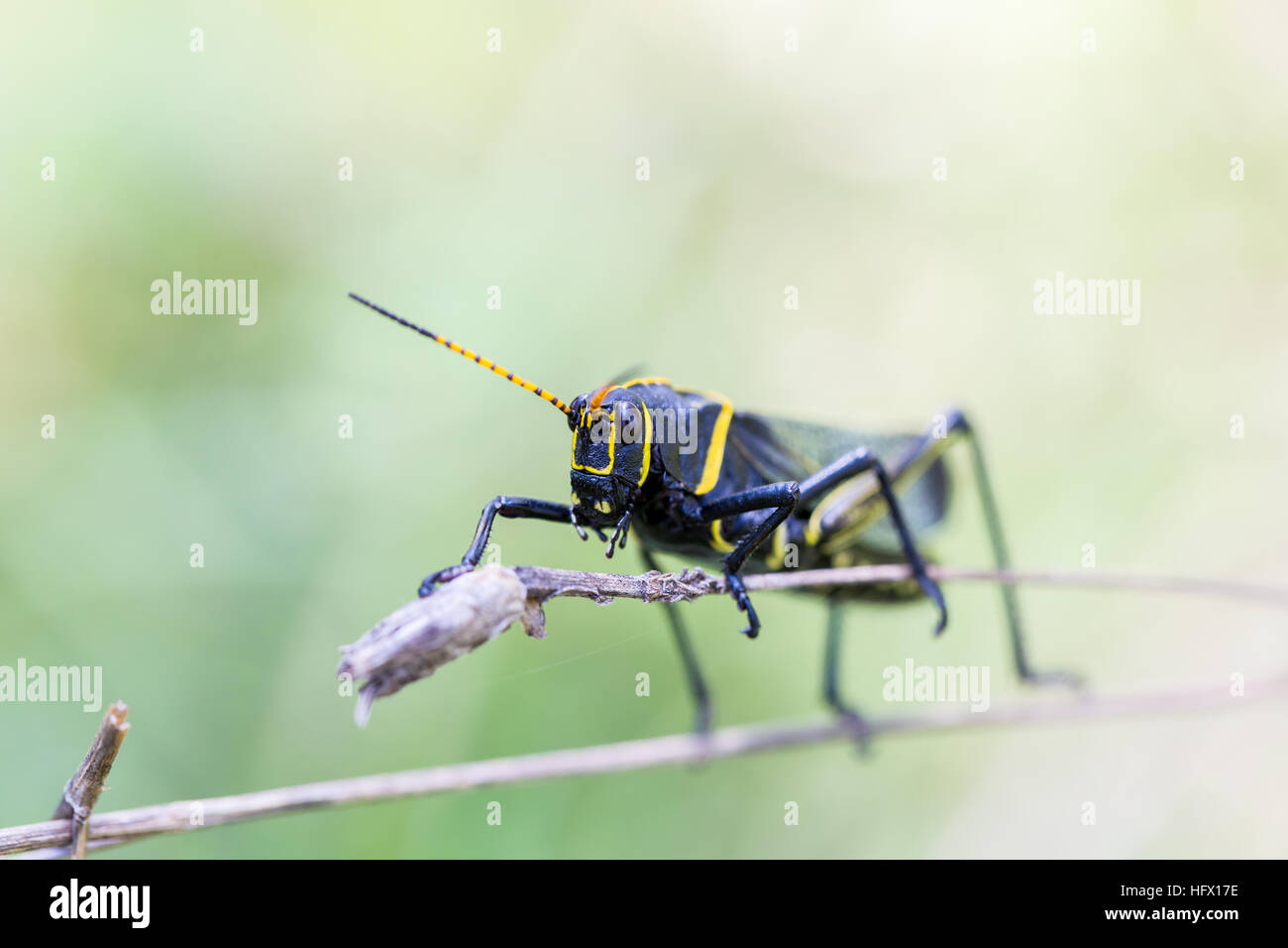 Le cheval de l'ouest lubber grasshopper est un nombre relativement important d'espèces de sauterelles sauterelle la famille trouve Banque D'Images