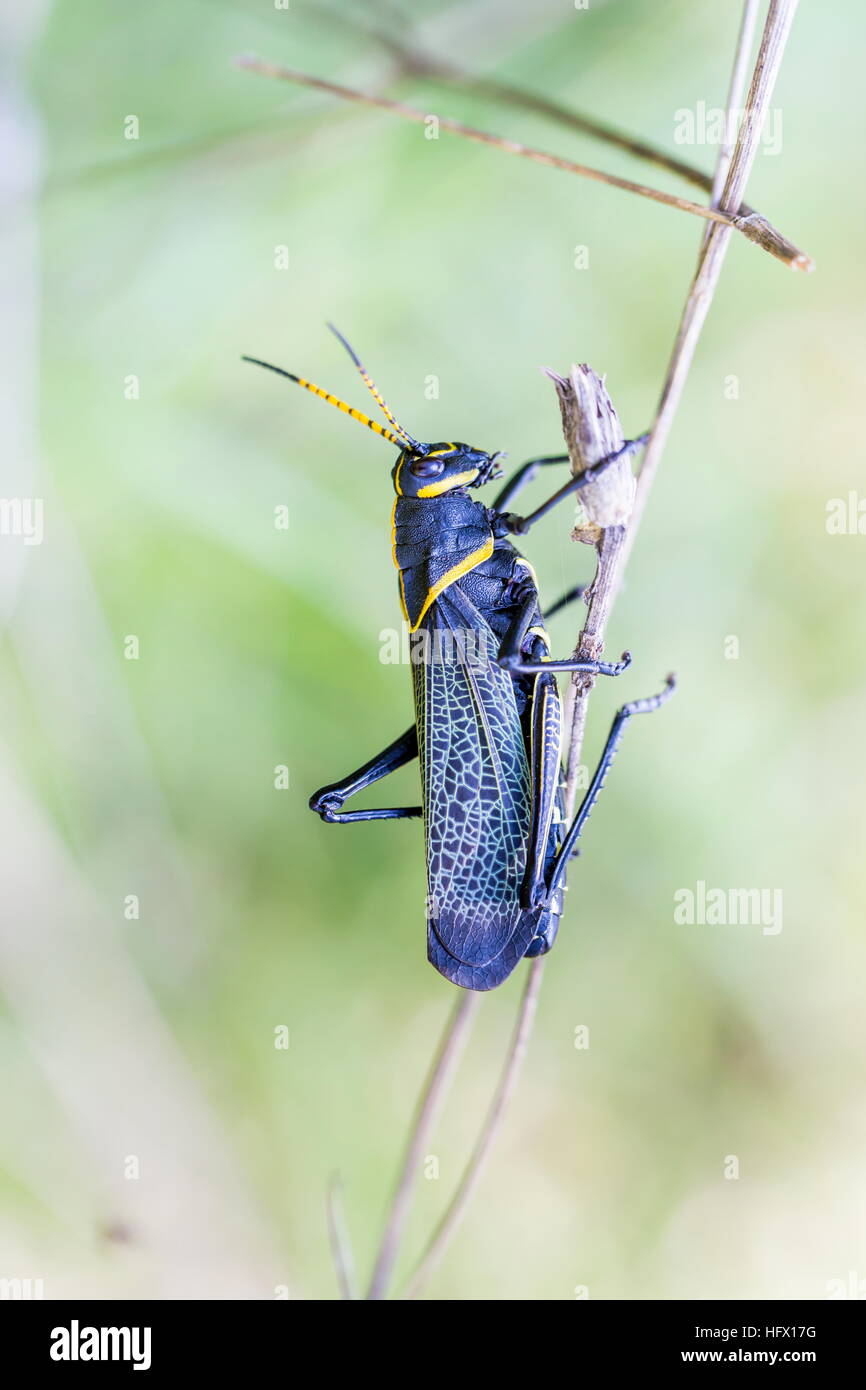 Le cheval de l'ouest lubber grasshopper est un nombre relativement important d'espèces de sauterelles sauterelle la famille trouve Banque D'Images