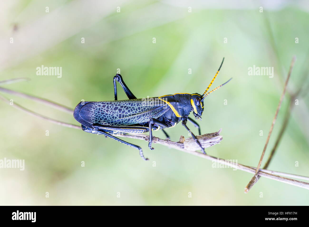 Le cheval de l'ouest lubber grasshopper est un nombre relativement important d'espèces de sauterelles sauterelle la famille trouve Banque D'Images