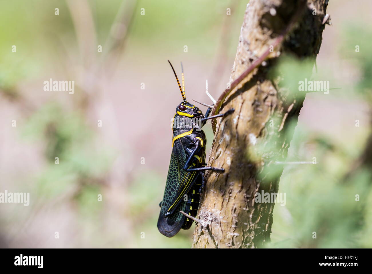 Le cheval de l'ouest lubber grasshopper est un nombre relativement important d'espèces de sauterelles sauterelle la famille trouve Banque D'Images