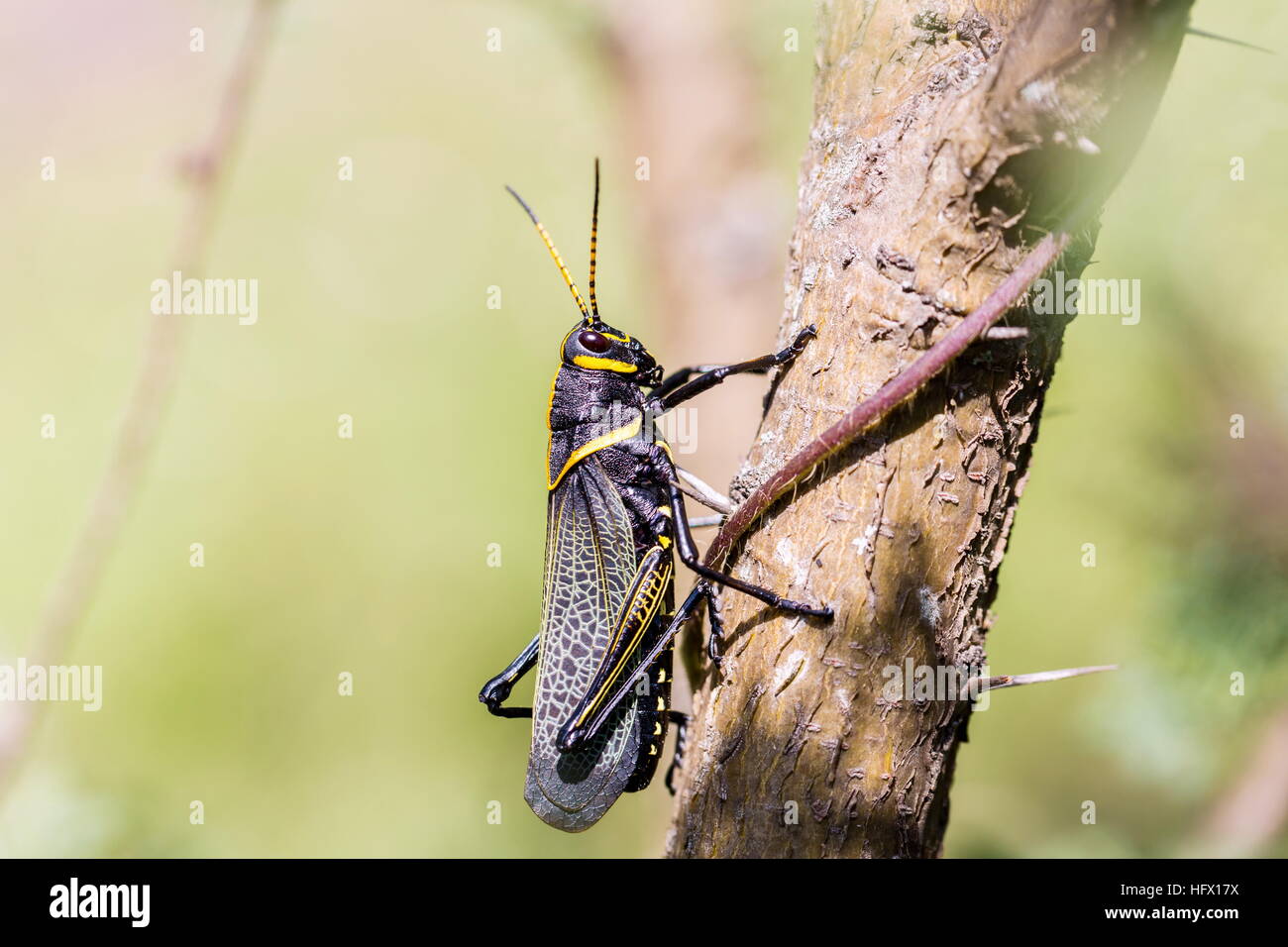 Le cheval de l'ouest lubber grasshopper est un nombre relativement important d'espèces de sauterelles sauterelle la famille trouve Banque D'Images