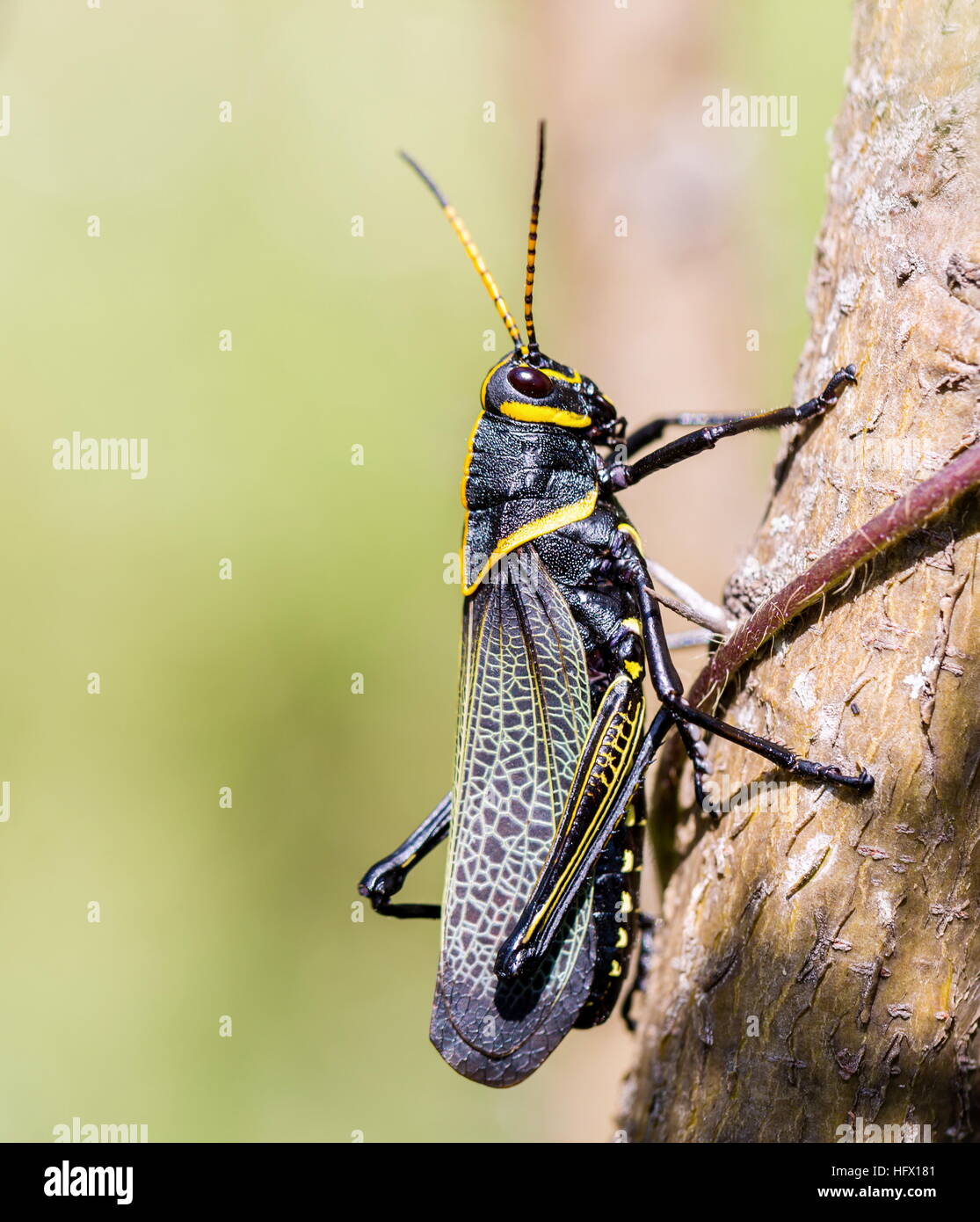 Le cheval de l'ouest lubber grasshopper est un nombre relativement important d'espèces de sauterelles sauterelle la famille trouve Banque D'Images