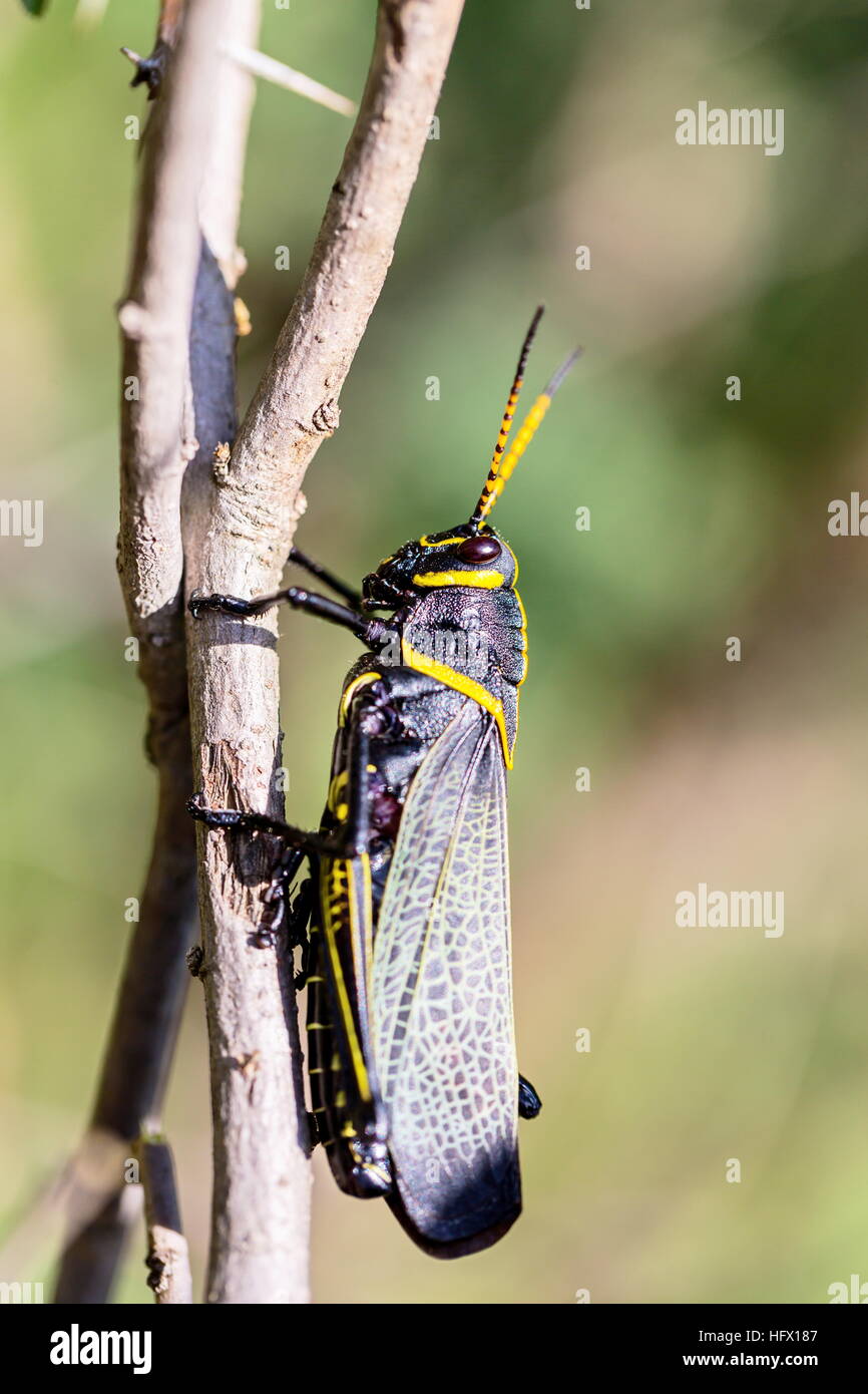Le cheval de l'ouest lubber grasshopper est un nombre relativement important d'espèces de sauterelles sauterelle la famille trouve Banque D'Images