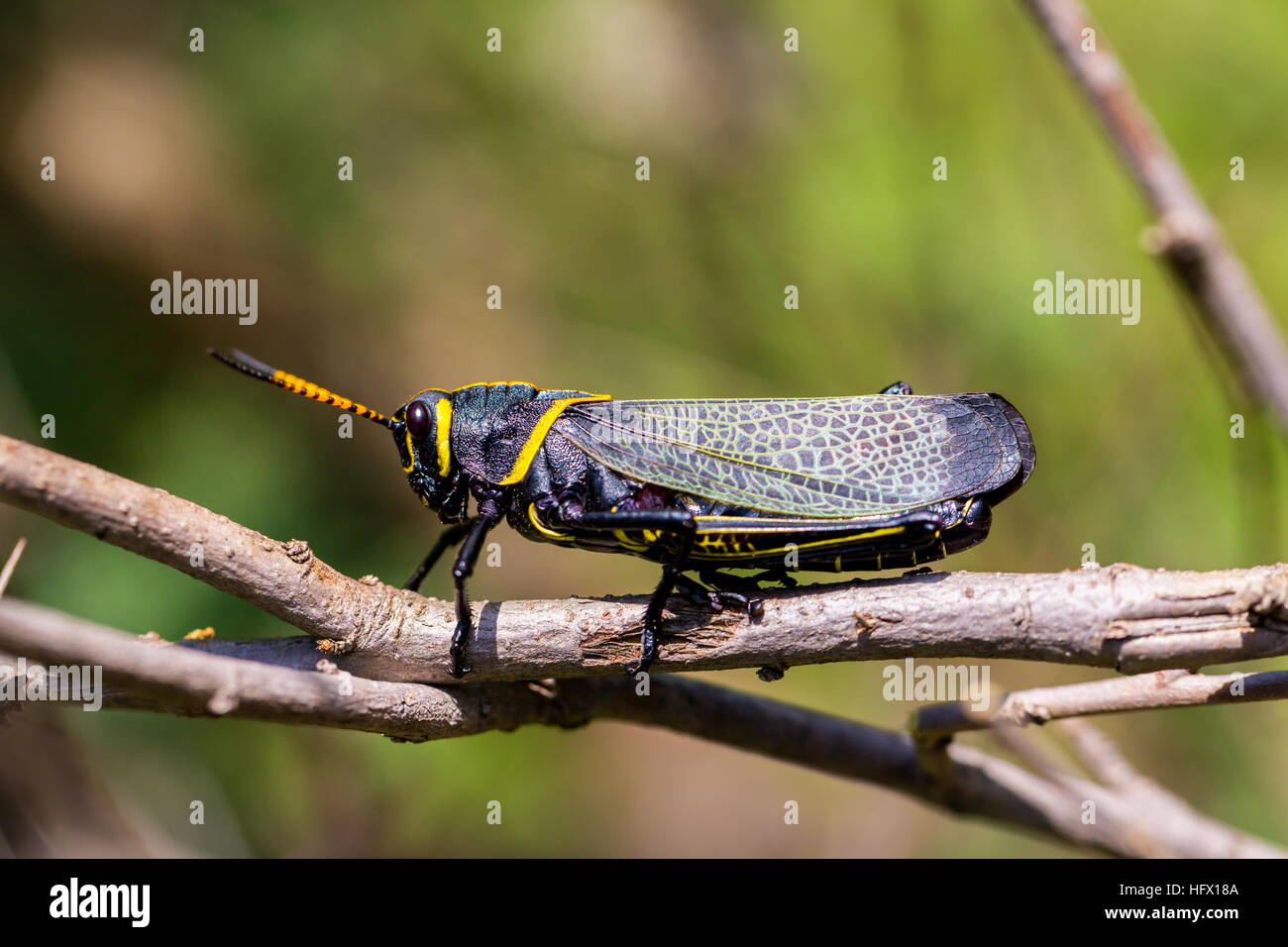 Le cheval de l'ouest lubber grasshopper est un nombre relativement important d'espèces de sauterelles sauterelle la famille trouve Banque D'Images