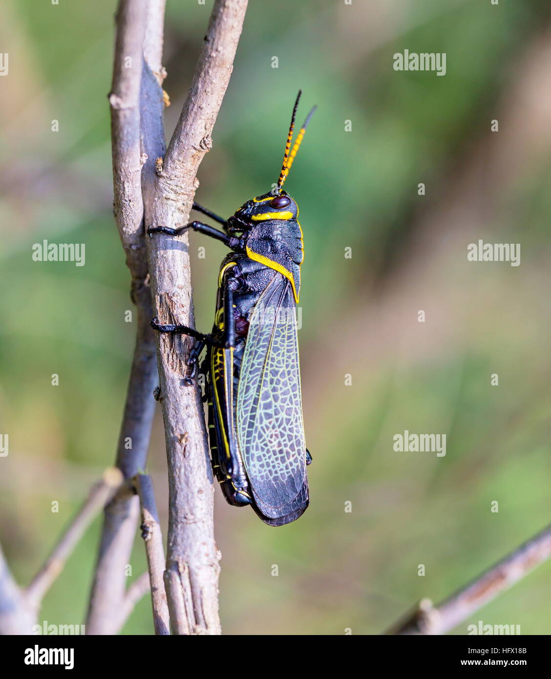 Le cheval de l'ouest lubber grasshopper est un nombre relativement important d'espèces de sauterelles sauterelle la famille trouve Banque D'Images