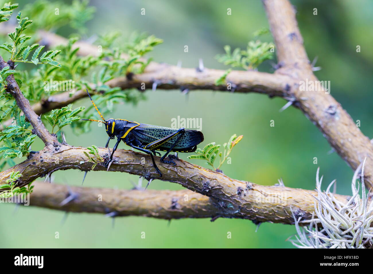 Le cheval de l'ouest lubber grasshopper est un nombre relativement important d'espèces de sauterelles sauterelle la famille trouve Banque D'Images