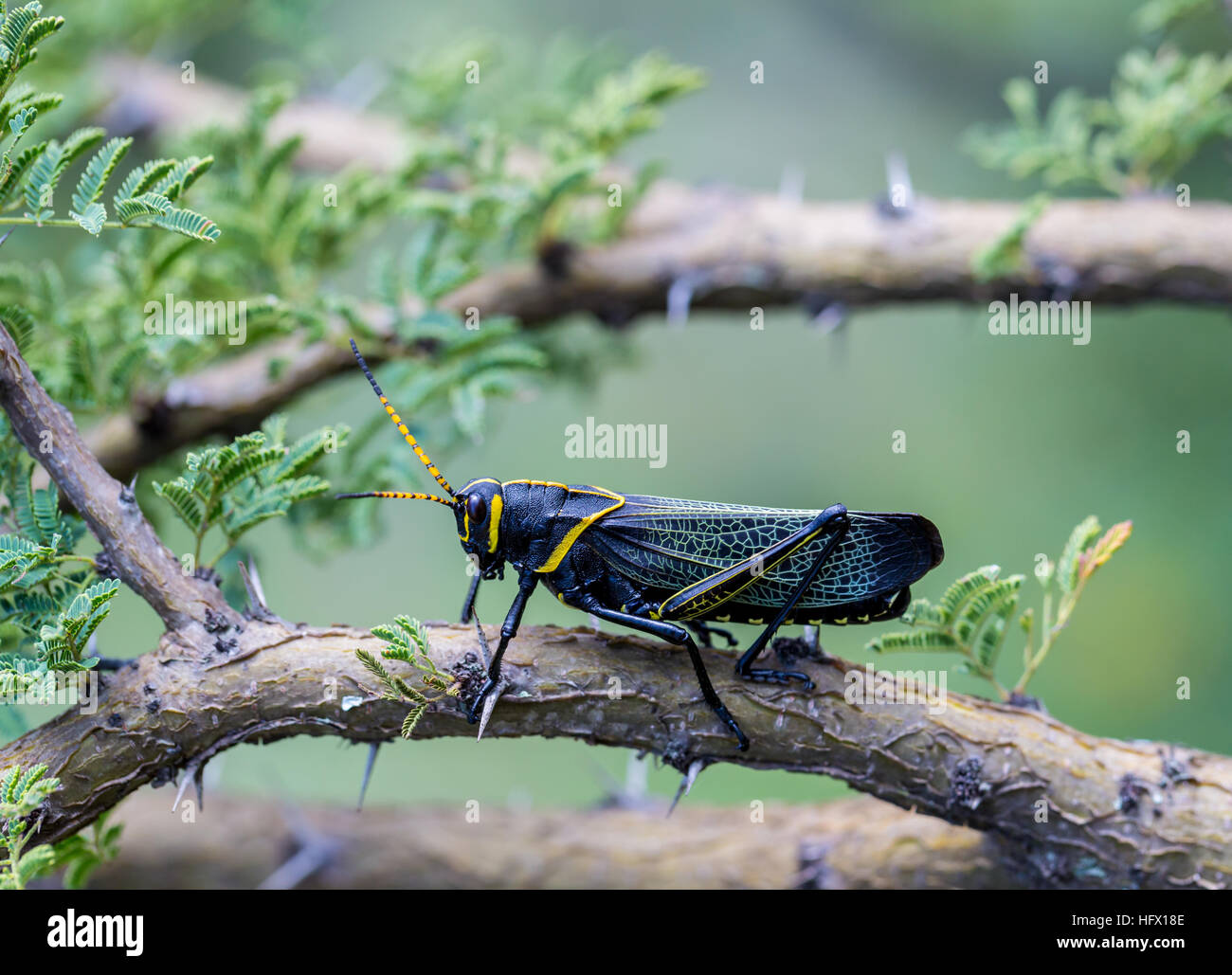 Le cheval de l'ouest lubber grasshopper est un nombre relativement important d'espèces de sauterelles sauterelle la famille trouve Banque D'Images