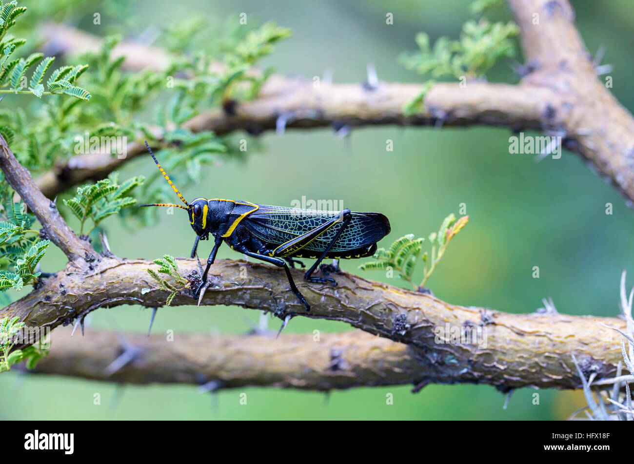 Le cheval de l'ouest lubber grasshopper est un nombre relativement important d'espèces de sauterelles sauterelle la famille trouve Banque D'Images