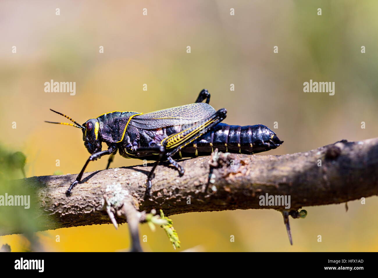 Le cheval de l'ouest lubber grasshopper est un nombre relativement important d'espèces de sauterelles sauterelle la famille trouve Banque D'Images