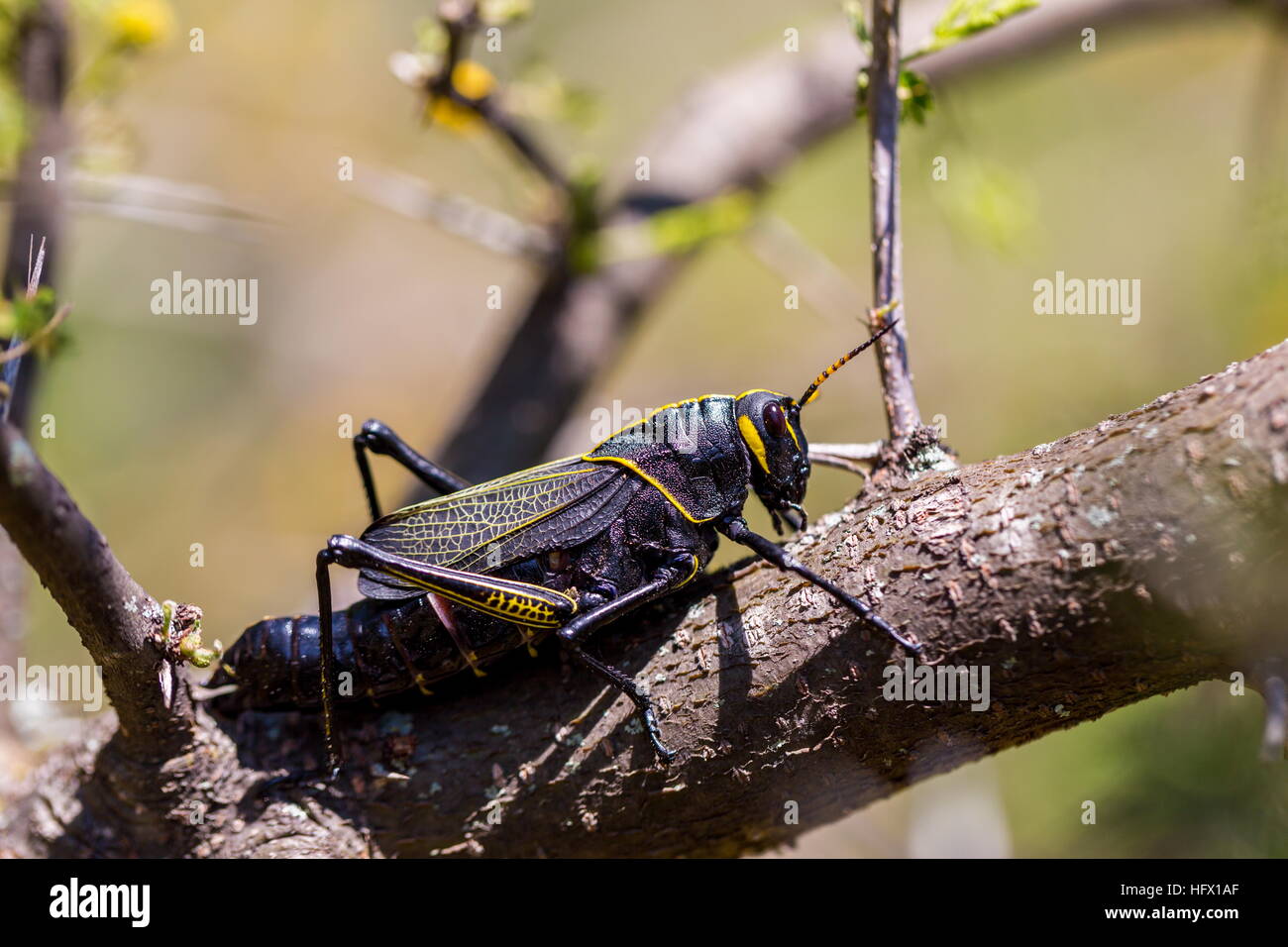 Le cheval de l'ouest lubber grasshopper est un nombre relativement important d'espèces de sauterelles sauterelle la famille trouve Banque D'Images