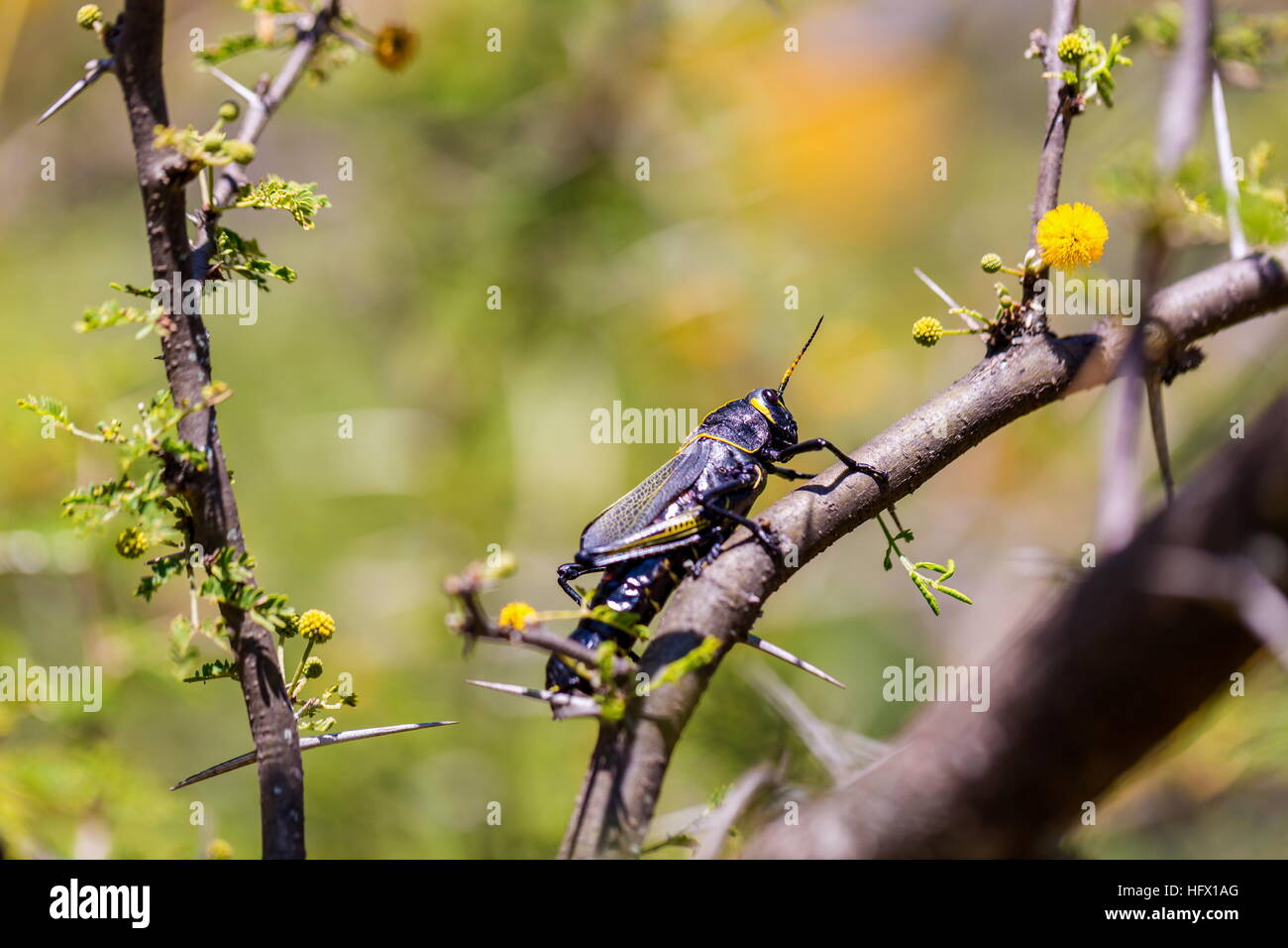 Le cheval de l'ouest lubber grasshopper est un nombre relativement important d'espèces de sauterelles sauterelle la famille trouve Banque D'Images
