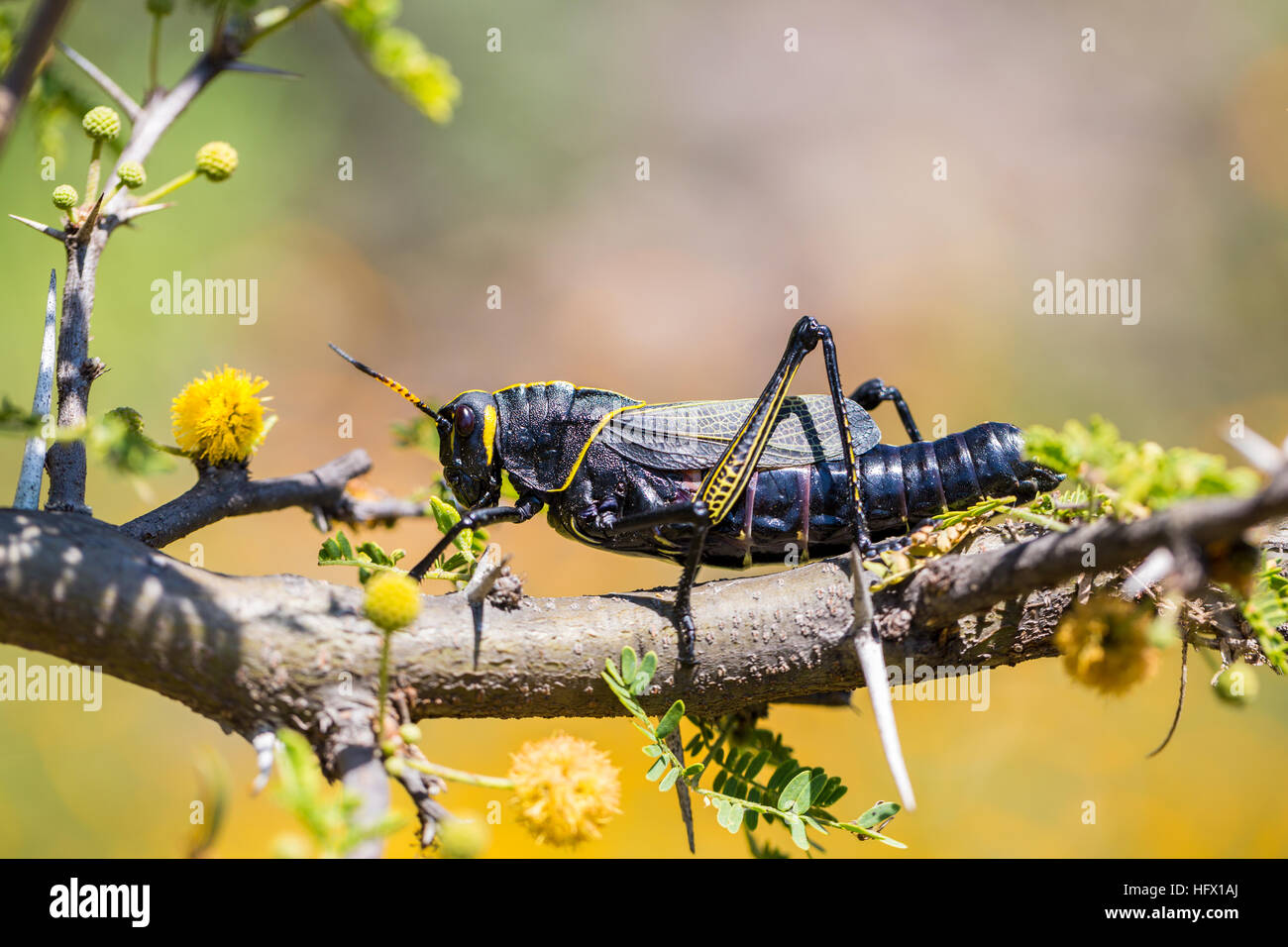 Le cheval de l'ouest lubber grasshopper est un nombre relativement important d'espèces de sauterelles sauterelle la famille trouve Banque D'Images