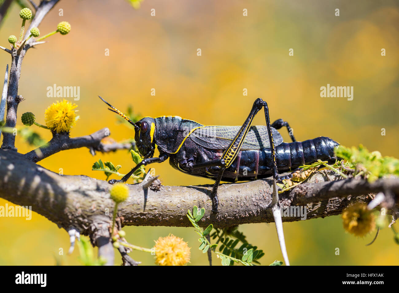 Le cheval de l'ouest lubber grasshopper est un nombre relativement important d'espèces de sauterelles sauterelle la famille trouve Banque D'Images