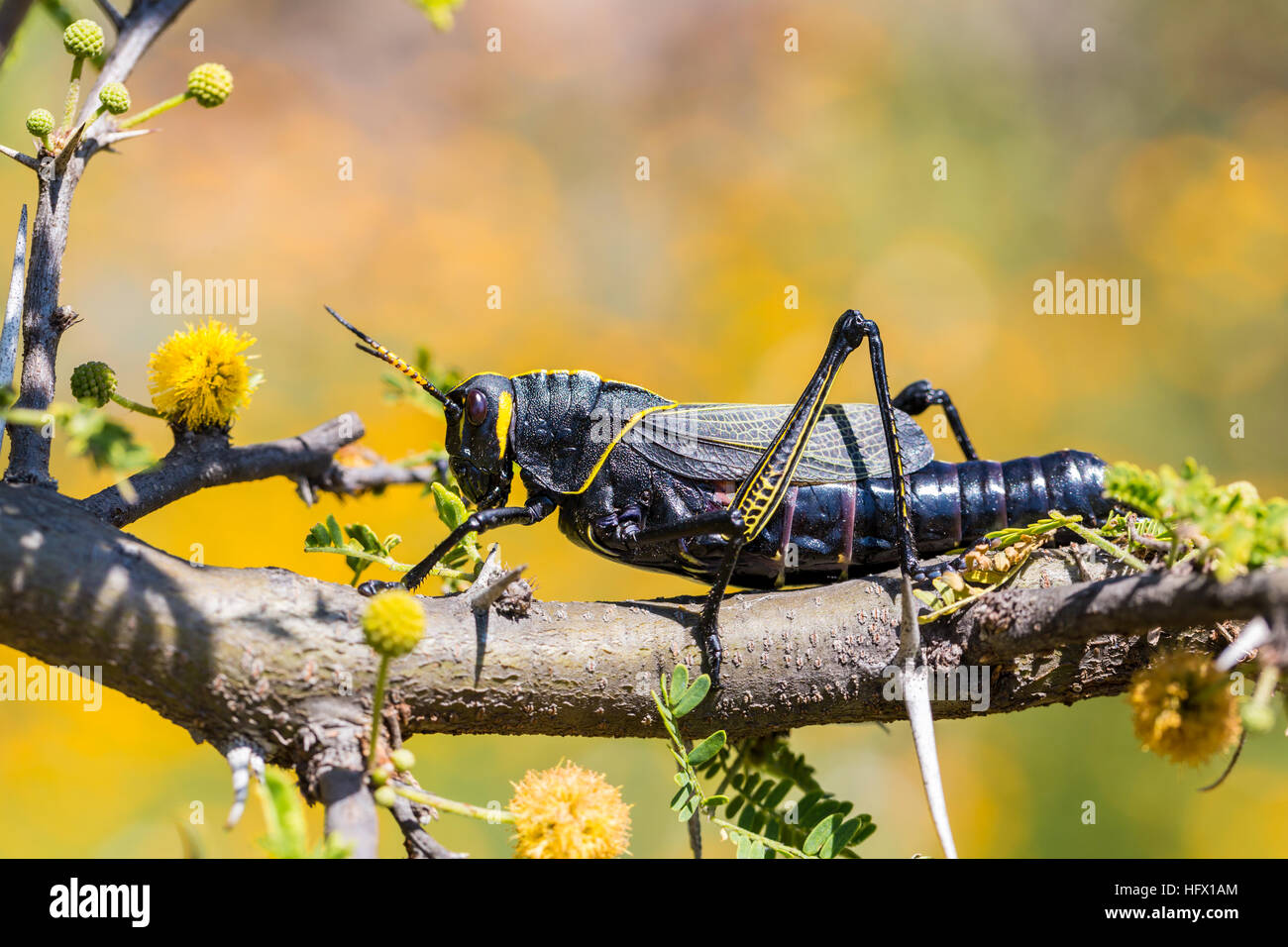 Le cheval de l'ouest lubber grasshopper est un nombre relativement important d'espèces de sauterelles sauterelle la famille trouve Banque D'Images
